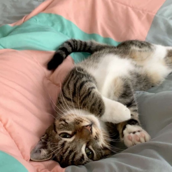 Meet your Posher, Libby - Picture 1 of 1